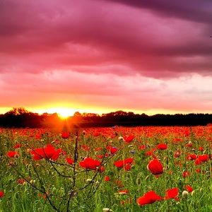 Meet your Posher, Isabelle